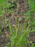 Carex praecox. Цветущее растение на открытом южном склоне. Окр. Томска, 15 мая 2011 г.
