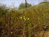 Campanula sulphurea