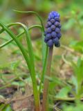 Muscari neglectum