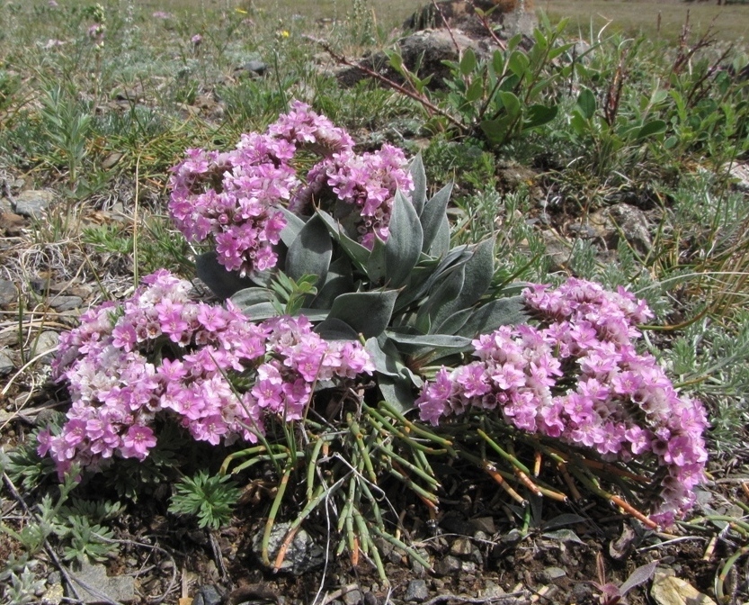 Изображение особи Goniolimon speciosum.