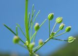 Cyclospermum leptophyllum. Молодые плоды. Абхазия, пос. Цандрипш, обочина дороги. 30.08.2011.