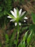 Stellaria graminea. Цветок снизу. Крым, окр. с. Перевальное, урочище Аян. 11 мая 2012 г.