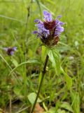 Prunella vulgaris. Верхушка цветущего растения. Смоленская обл., Смоленский р-н, долина р. Клец. 25.06.2012.