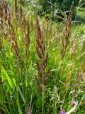 Calamagrostis epigeios