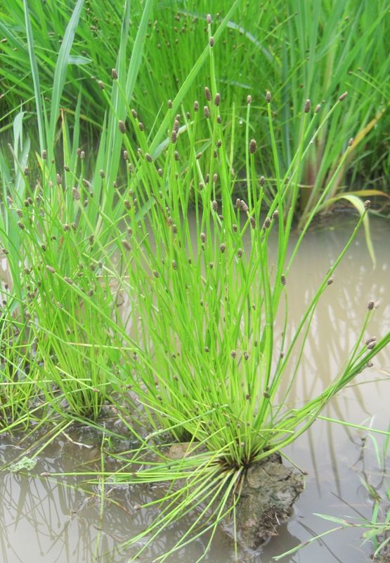 Изображение особи Eleocharis ovata.