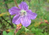 Geranium wlassovianum. Цветок. Якутия (Саха), Нерюнгринский р-н, окр. пос. Чульман. 07.08.2012.