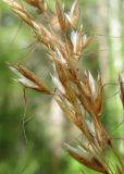 Trisetum sibiricum. Часть соплодия. Архангельская обл., Вельский р-н, заболоченный лес. 12.08.2012.