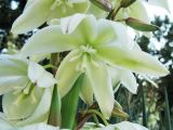 Yucca gloriosa