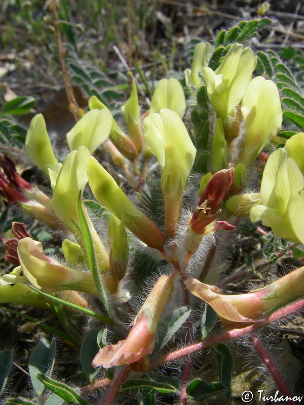 Изображение особи Astragalus utriger.