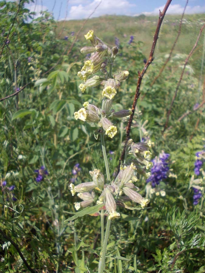 Image of Silene amoena specimen.