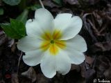 Primula vulgaris. Цветок. Крым, Байдарская долина, окр. с. Передовое. 05.04.2009.