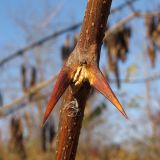 Robinia pseudoacacia. Часть побега с шипами. Краснодарский край, Крымский р-н, долина реки Шибик, берег пруда. 11.11.2013.