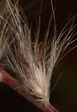 Pennisetum setaceum