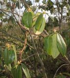 Rhododendron augustinii