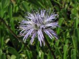 Globularia cordifolia. Соцветие. ФРГ, Нижняя Саксония, Ольденбург, ботанический сад Ольденбургского университета. 19 мая 2007 г.