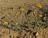 Achillea taurica