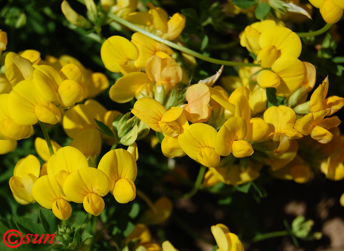 Изображение особи Lotus corniculatus.