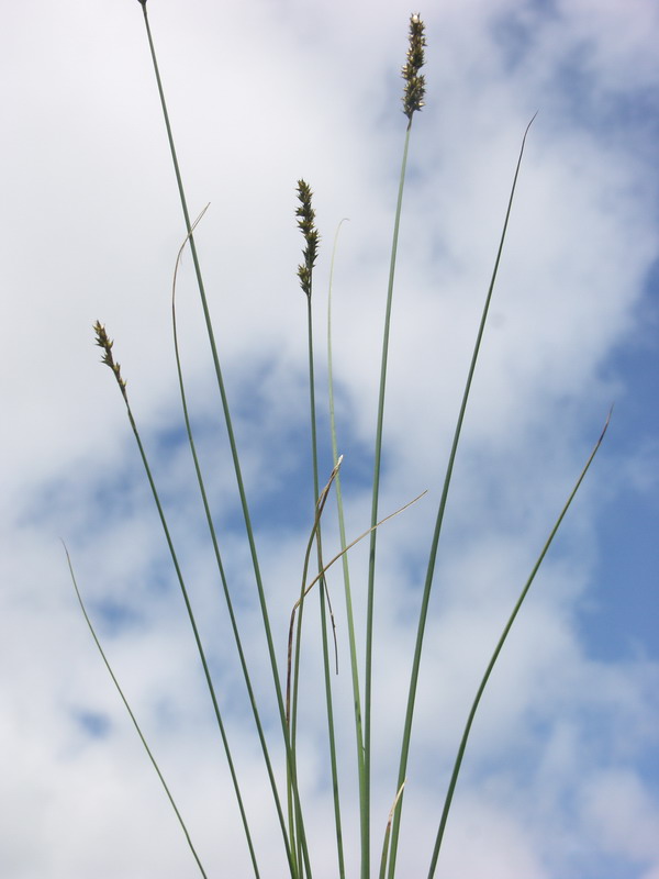 Изображение особи Carex diandra.