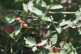 Cotoneaster integerrimus