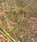 Cornus mas