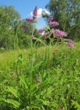 Betonica officinalis. Цветущие растения. Татарстан, Бавлинский р-н, луг. 06.07.2014.