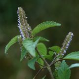 Elsholtzia ciliata. Верхушка цветущего растения. Калужская обл., ст. Думиничи, свалка. 19.08.2009.