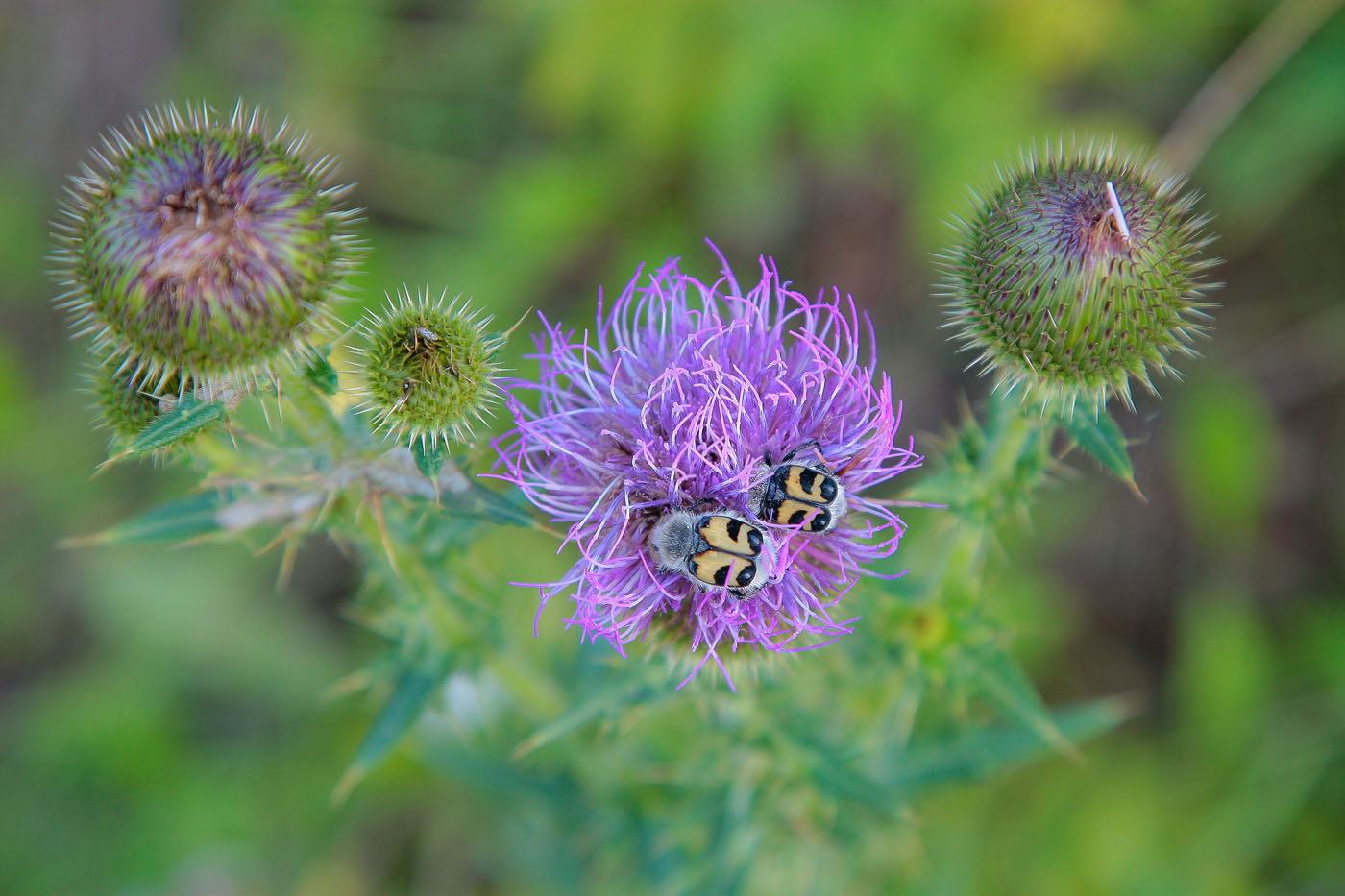 Изображение особи Cirsium serrulatum.