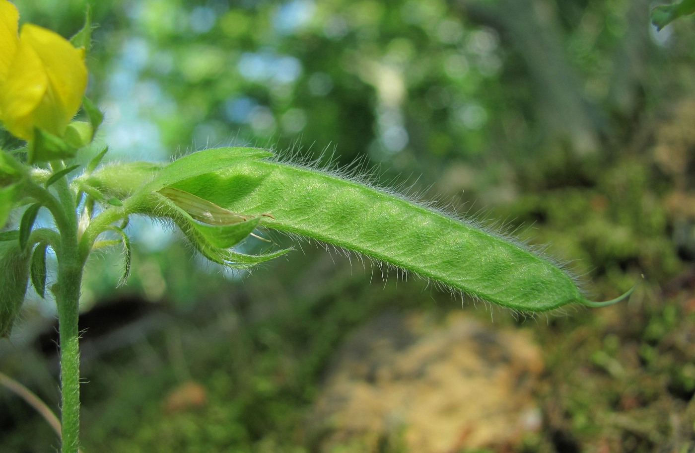 Изображение особи Argyrolobium biebersteinii.