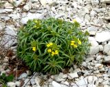 Erysimum callicarpum