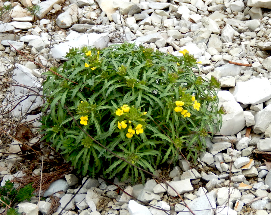 Image of Erysimum callicarpum specimen.