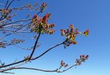 Ailanthus altissima