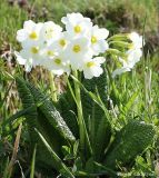 Primula ruprechtii