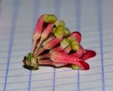 Hakea orthorrhyncha