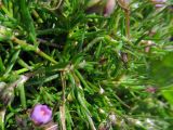 Spergularia rubra