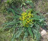 Astragalus macronyx