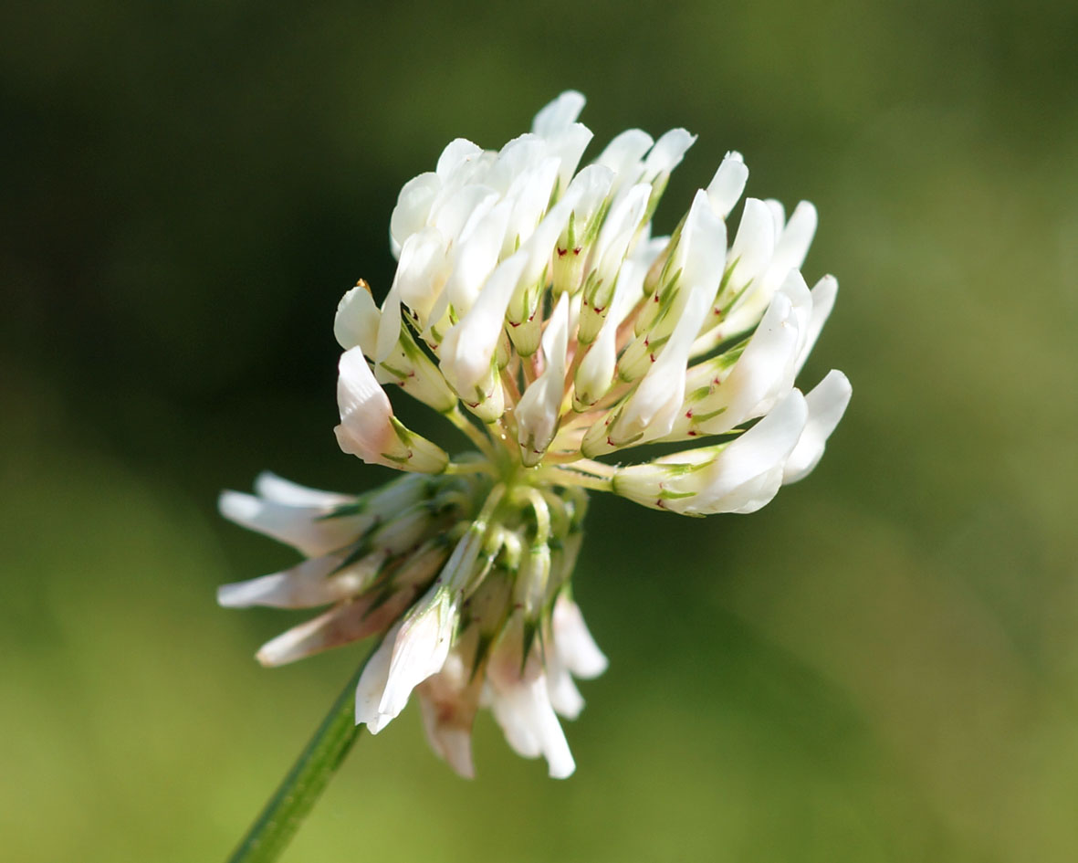 Изображение особи Trifolium repens.