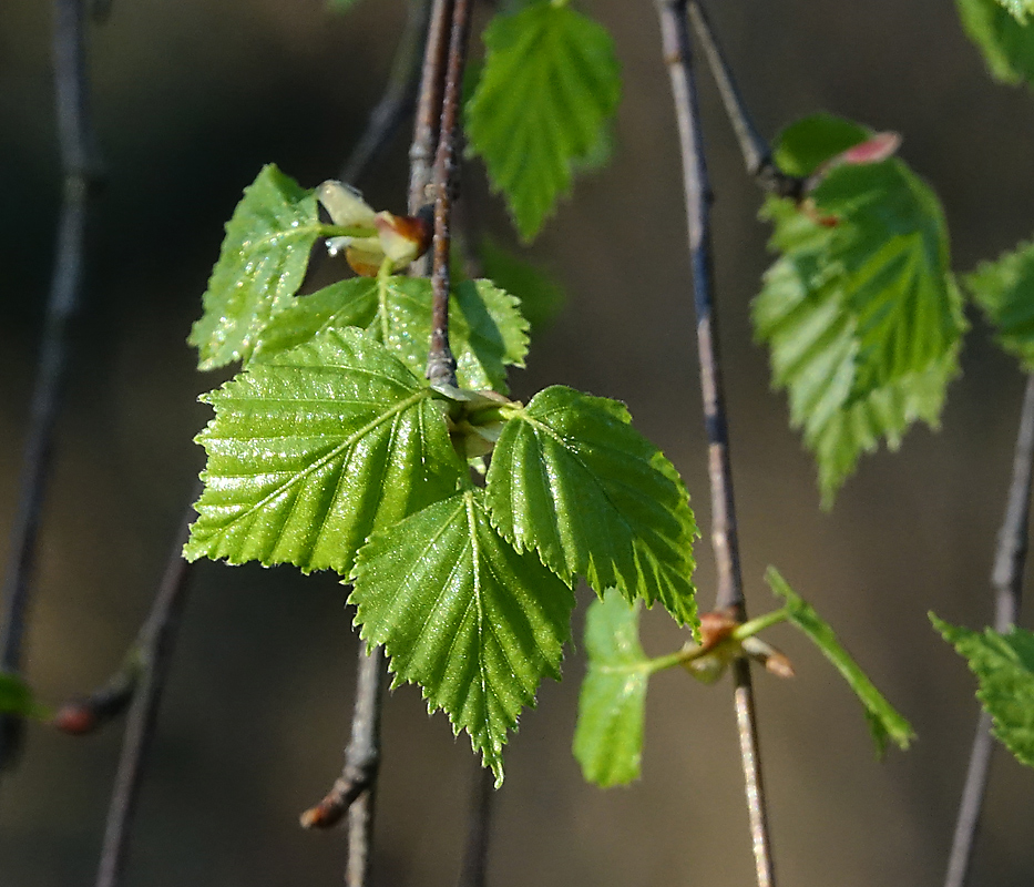 Изображение особи Betula pendula.