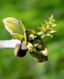 Fraxinus pennsylvanica