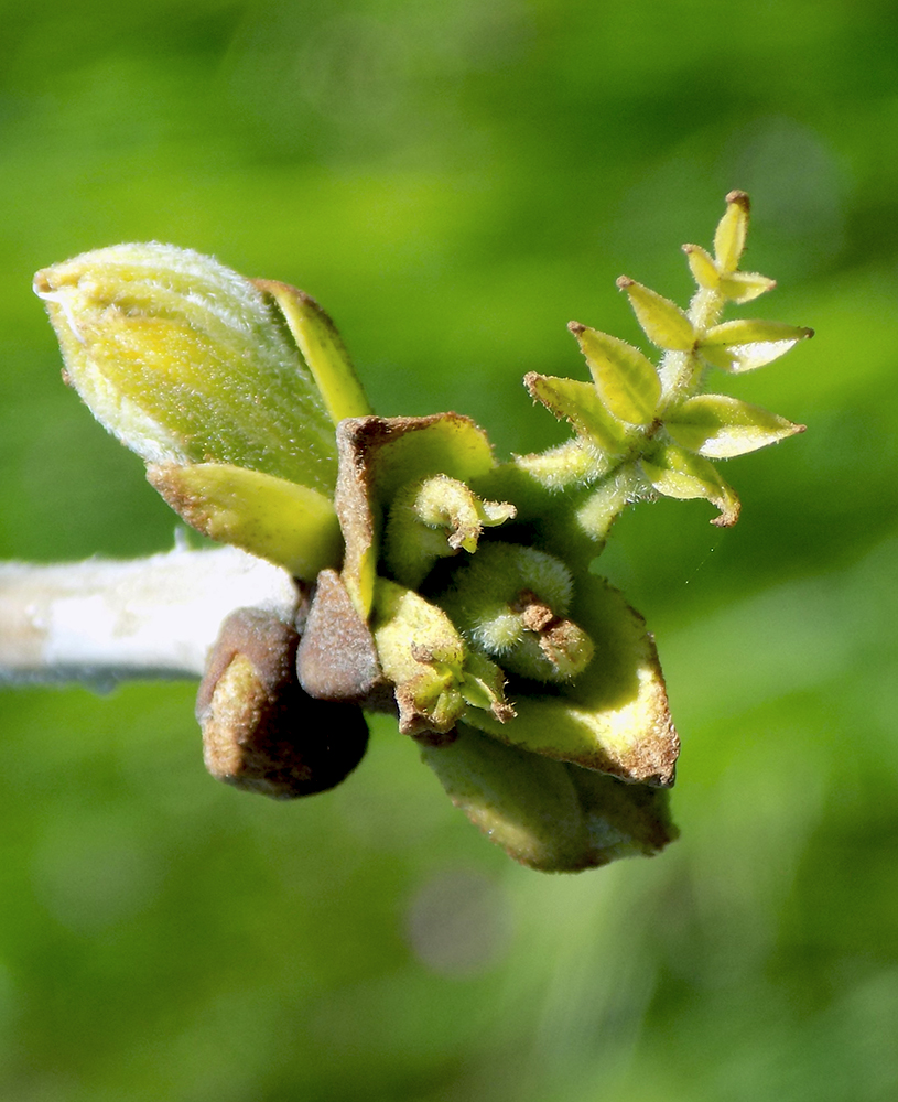 Изображение особи Fraxinus pennsylvanica.