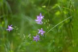 Campanula rapunculus