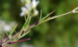 Minuartia buschiana