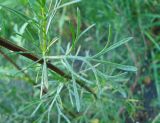 Artemisia campestris