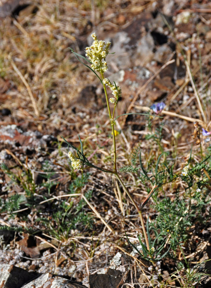 Изображение особи Aconogonon angustifolium.