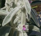 Stachys byzantina