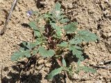 Erodium oxyrhynchum