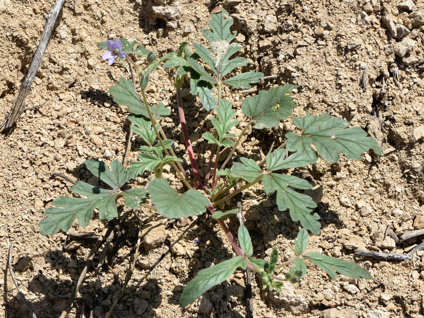 Изображение особи Erodium oxyrhynchum.