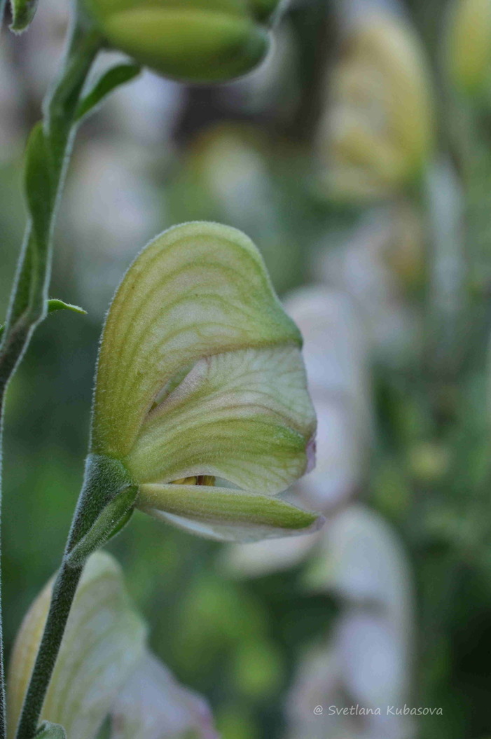 Изображение особи Aconitum napellus.