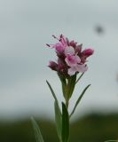 Hyssopus officinalis