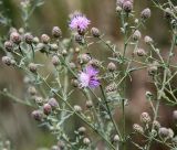 Centaurea stoebe