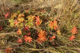 Geranium pratense. Растения с листвой в осенней окраске в сообществе со злаками и купырём (Anthriscus sylvestris). Мурманская обл., Кандалакшский р-н, с. Ковда, разнотравно-злаковый луг у дороги. 26.09.2021.